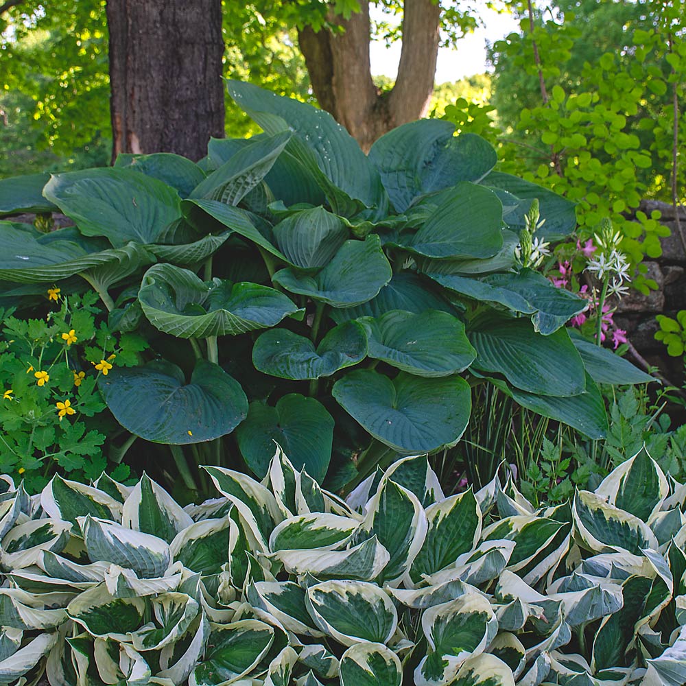 Hosta Shadowland® 'Empress Wu'