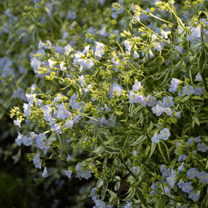 Polemonium reptans 'Stairway to Heaven'