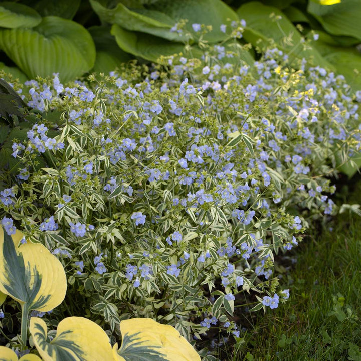 Polemonium reptans 'Stairway to Heaven'