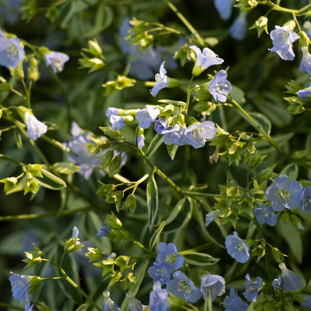 Polemonium reptans 'Stairway to Heaven'