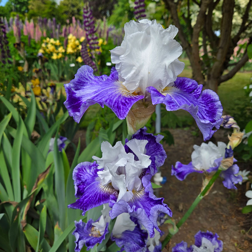 Iris germanica 'Tillamook Bay'