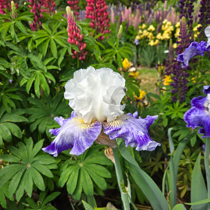 Iris germanica 'Tillamook Bay'