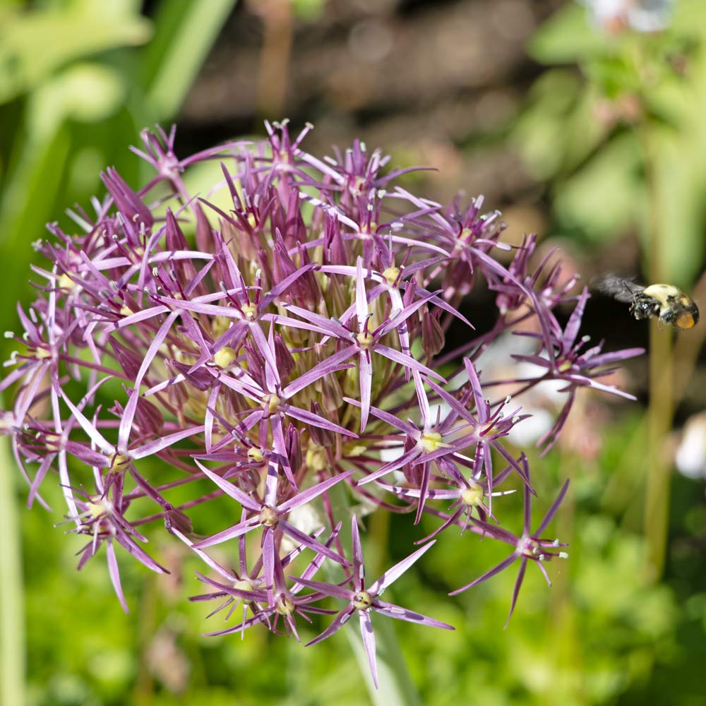 Allium cristophii
