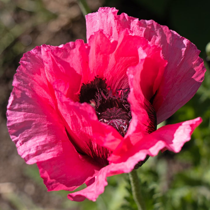 Papaver orientale 'Watermelon'