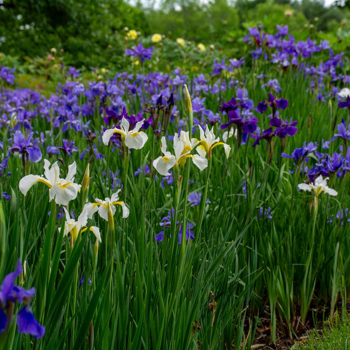 Wings Over Water Siberian Iris Collection