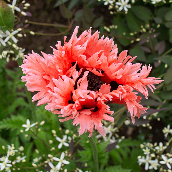 Papaver orientale 'Forncett Summer'