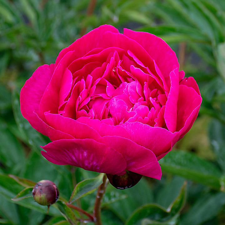 Peony 'Kansas'
