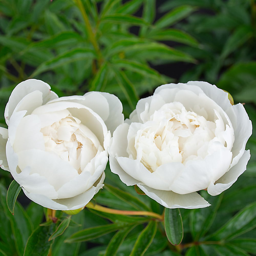 Peony 'Bowl of Cream'