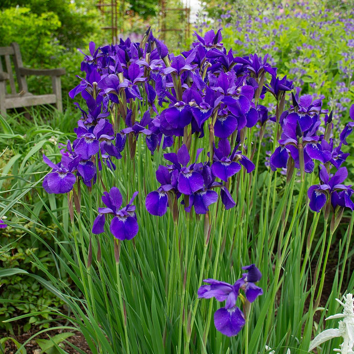 Iris sibirica 'Caesar's Brother'
