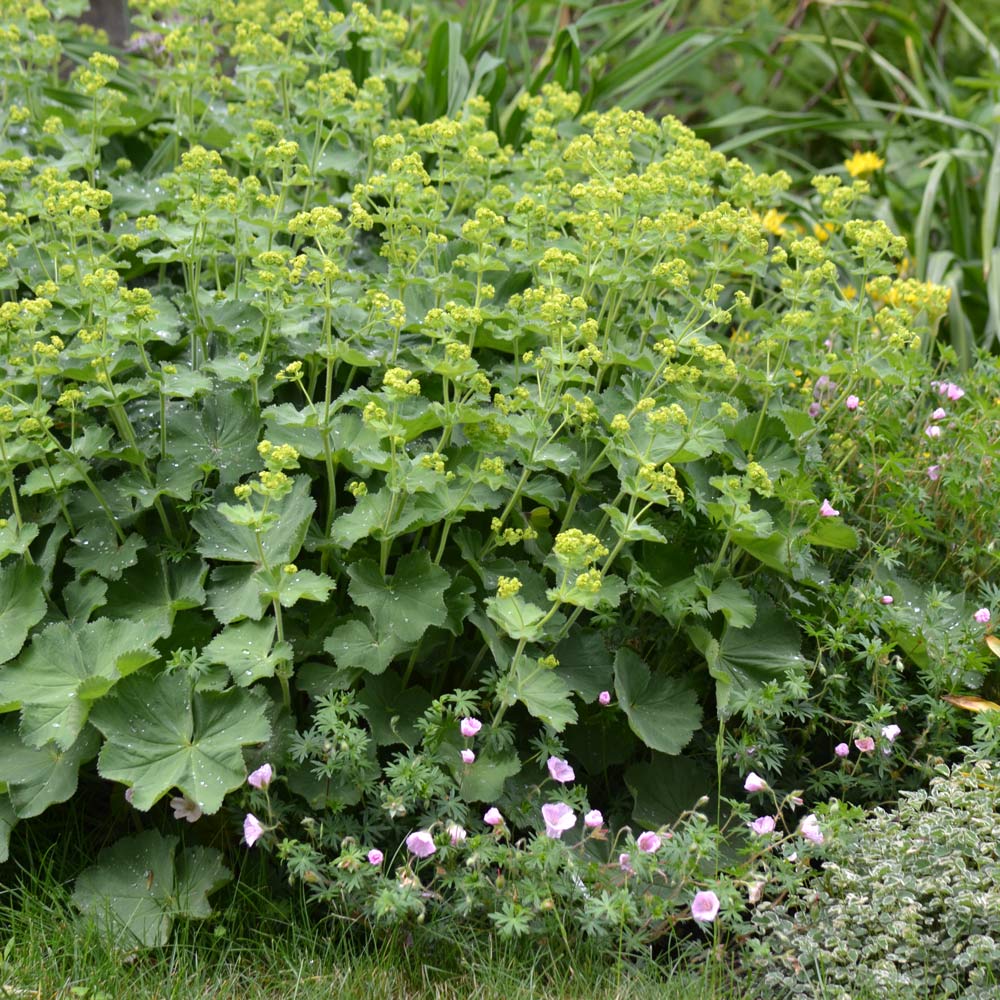 Alchemilla mollis