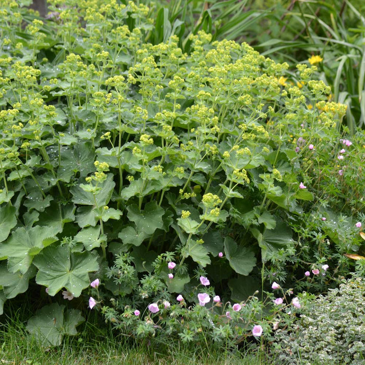 Alchemilla mollis