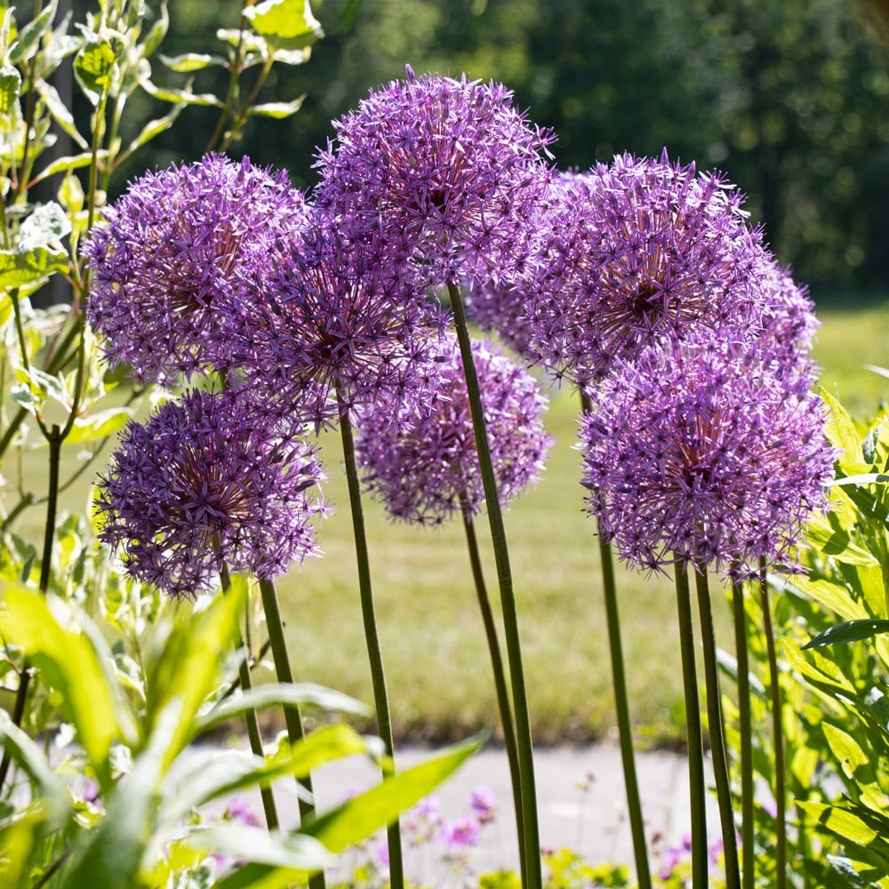 Allium 'Globemaster'