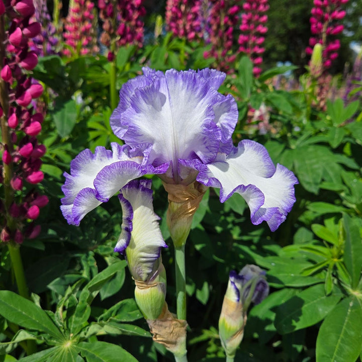 Iris germanica 'Presby's Crown Jewel'