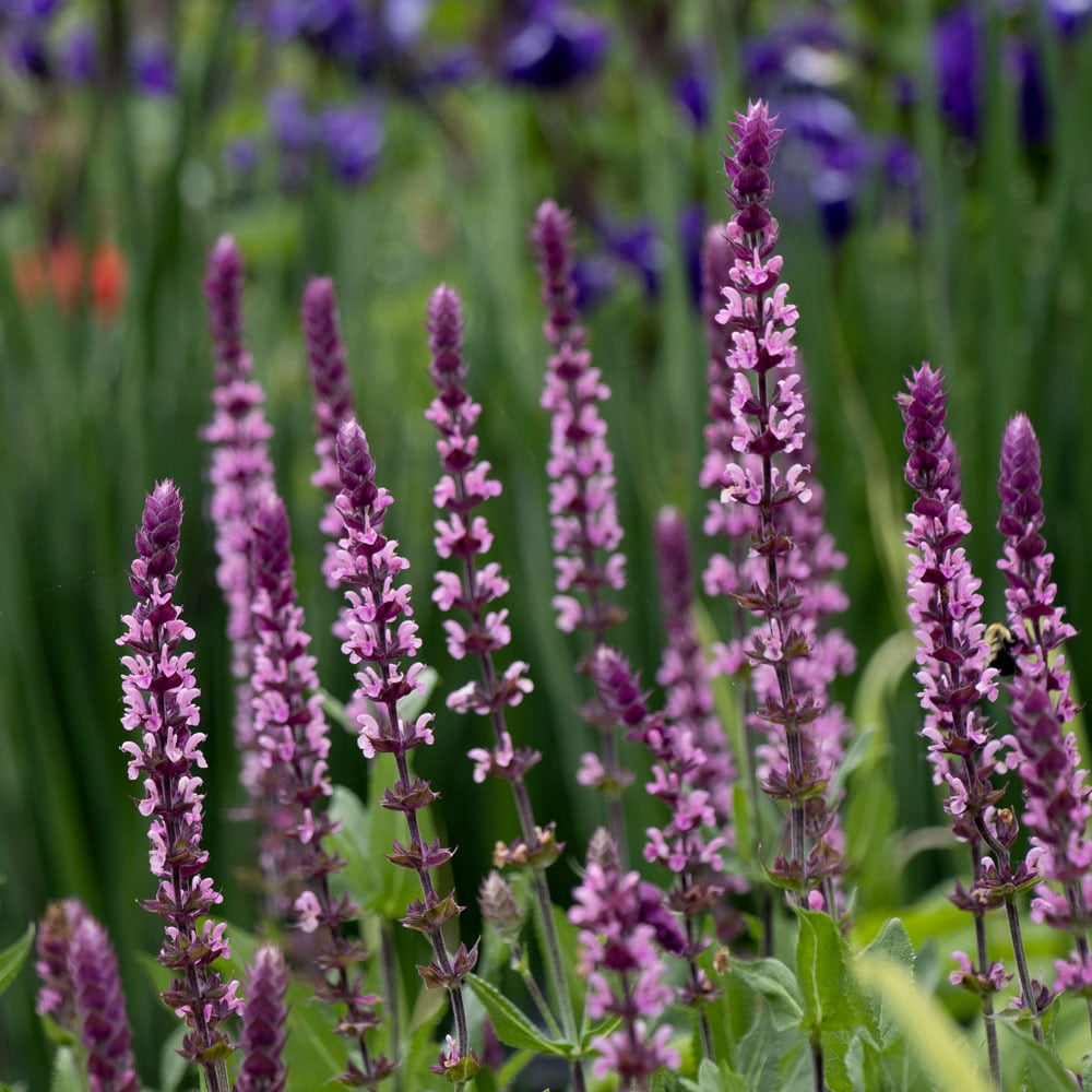 Salvia nemorosa Caradonna Pink Inspiration
