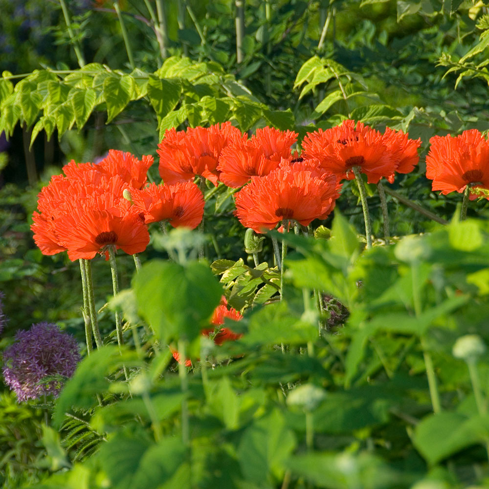 Papaver orientale 'Türkenlouis'