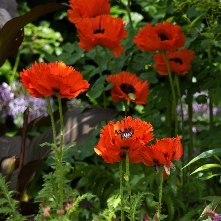 Papaver orientale 'Türkenlouis'