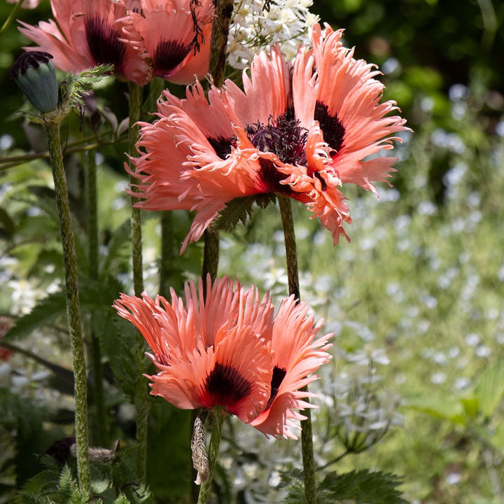 Papaver orientale 'Forncett Summer'