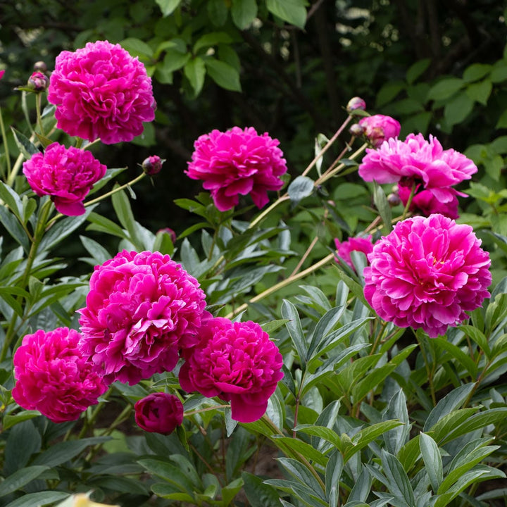 Peony 'Kansas'