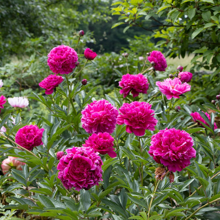 Peony 'Kansas'