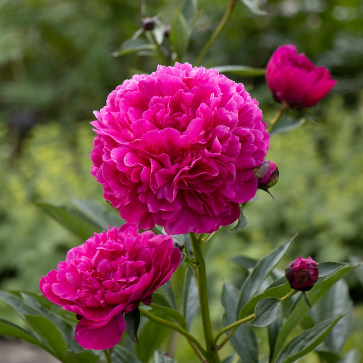Peony 'Kansas'