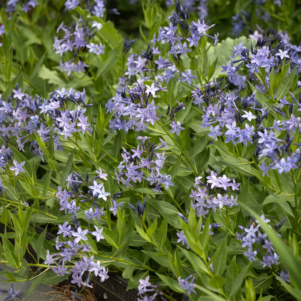 Amsonia 'Blue Ice'