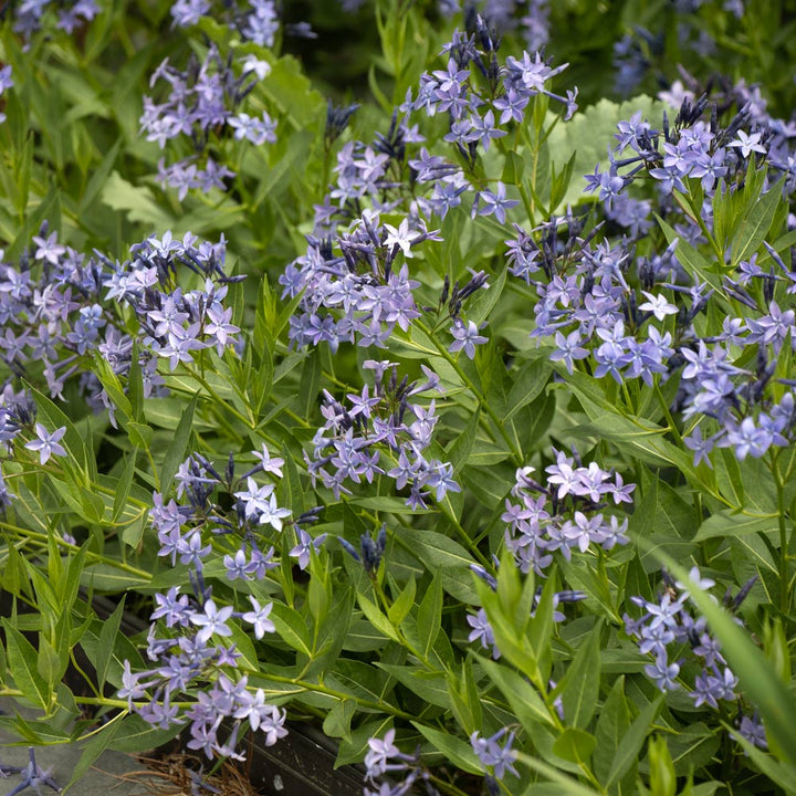 Amsonia 'Blue Ice'