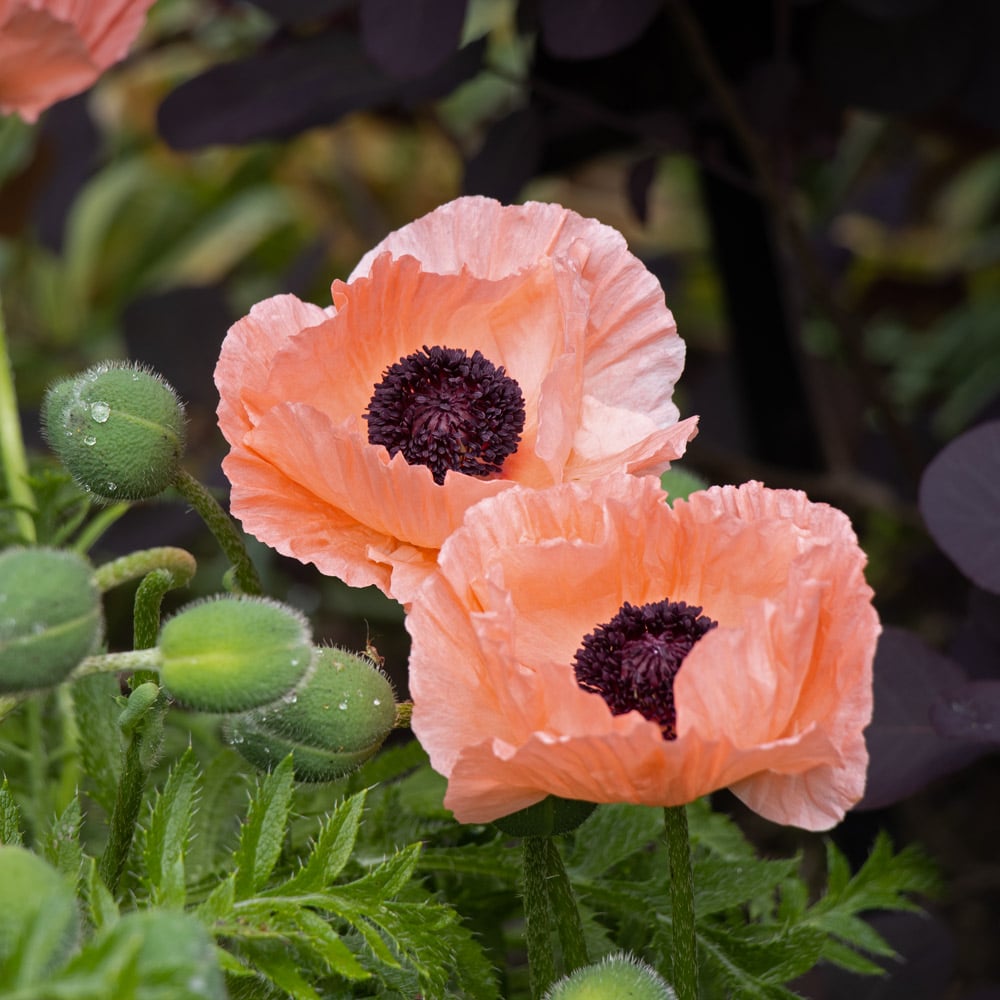 Papaver orientale 'Helen Elizabeth'