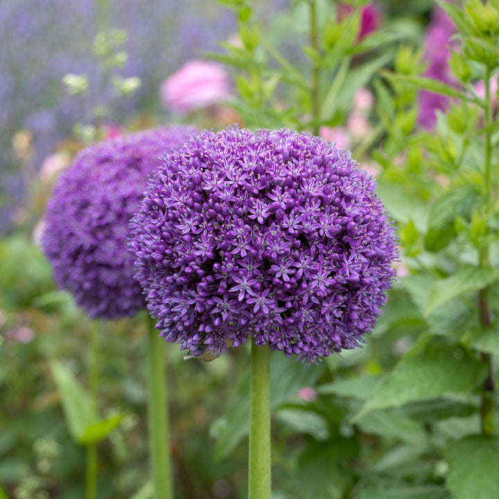 Allium 'Ambassador'