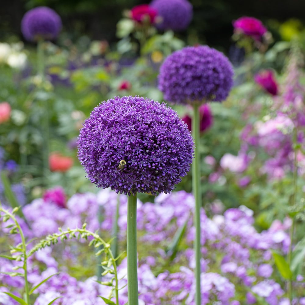 Allium 'Ambassador'