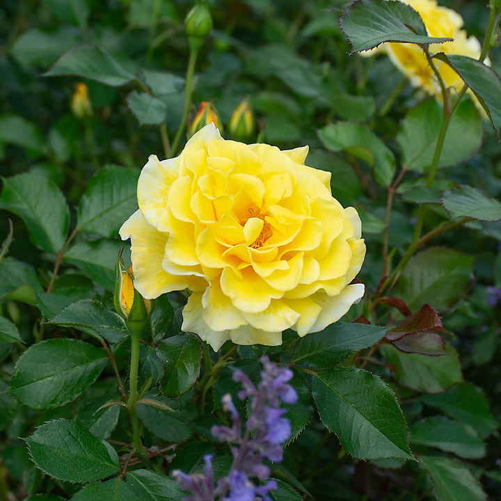 Rose Easy Elegance® Yellow Submarine