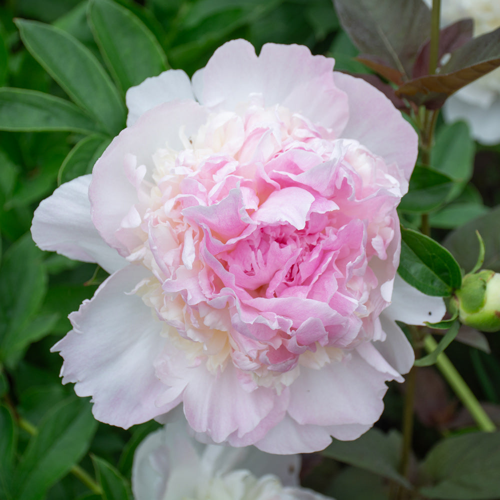 Peony 'Raspberry Sundae'