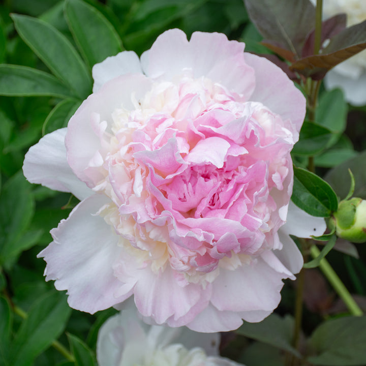 Peony 'Raspberry Sundae'