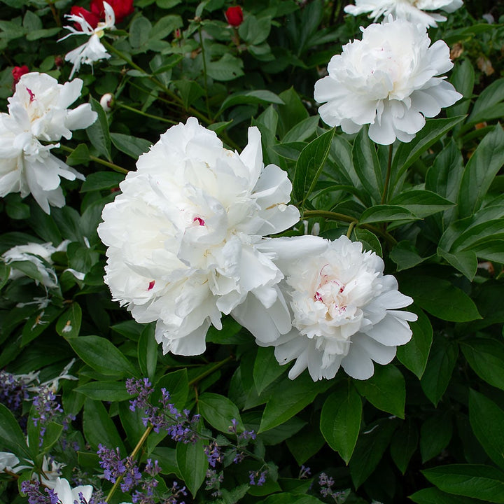 Peony 'Festiva Maxima'