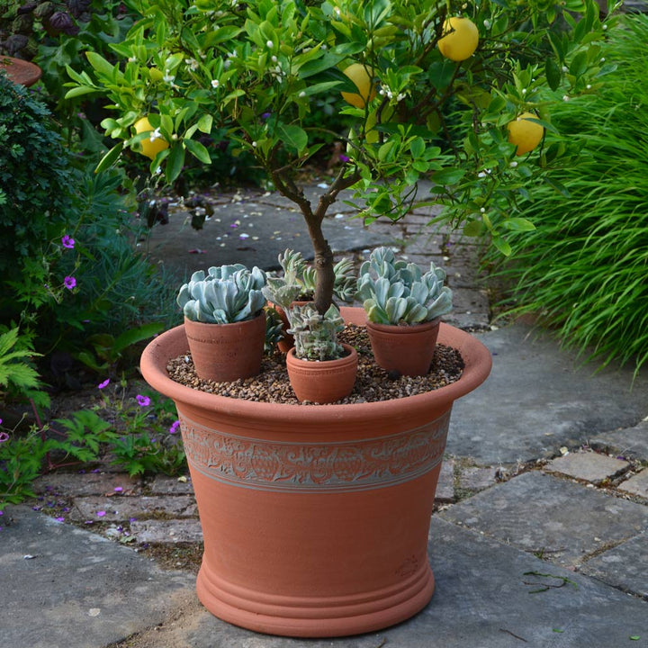 Sicilian Lemon Pot