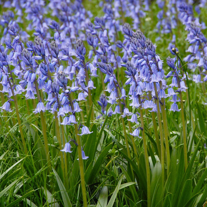 Hyacinthoides hispanica 'Excelsior'