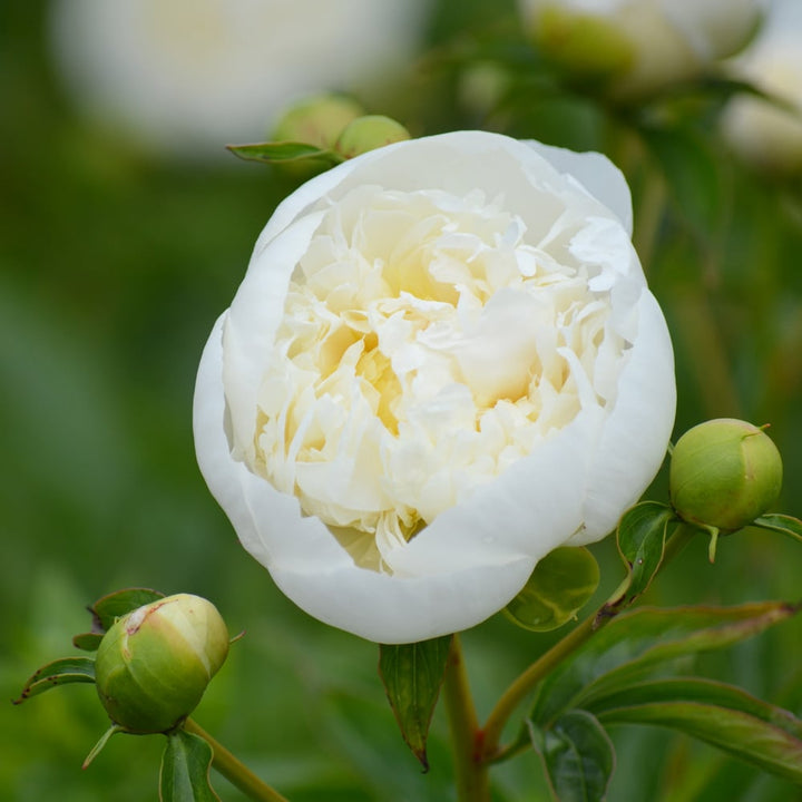 Peony 'Duchesse de Nemours'
