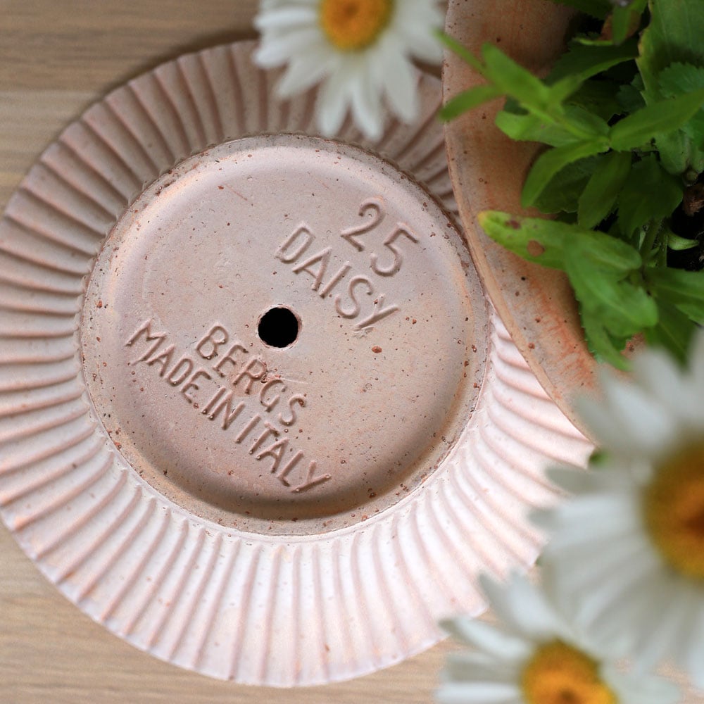 Bergs Daisy Pot & Saucer, Rosa, 12"