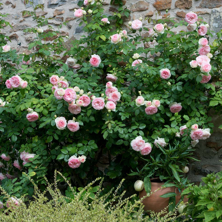 Rose Eden Climber®