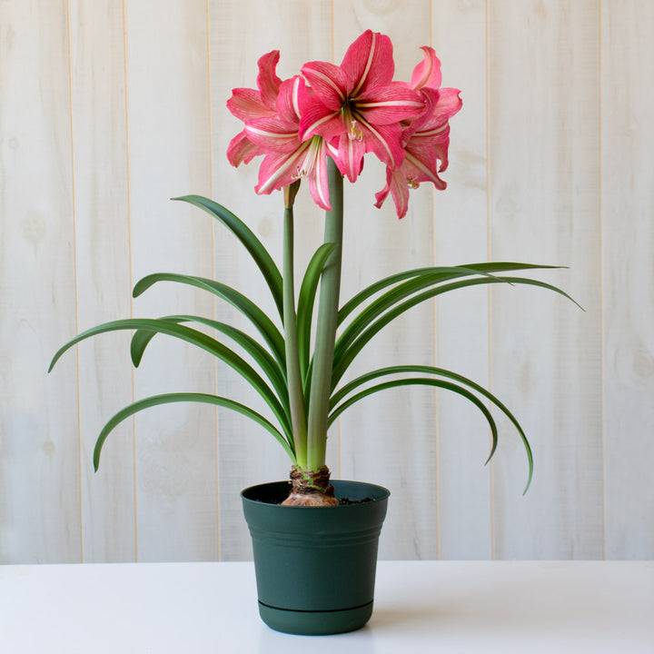 Amaryllis 'Pinkolo,' one bulb in nursery pot