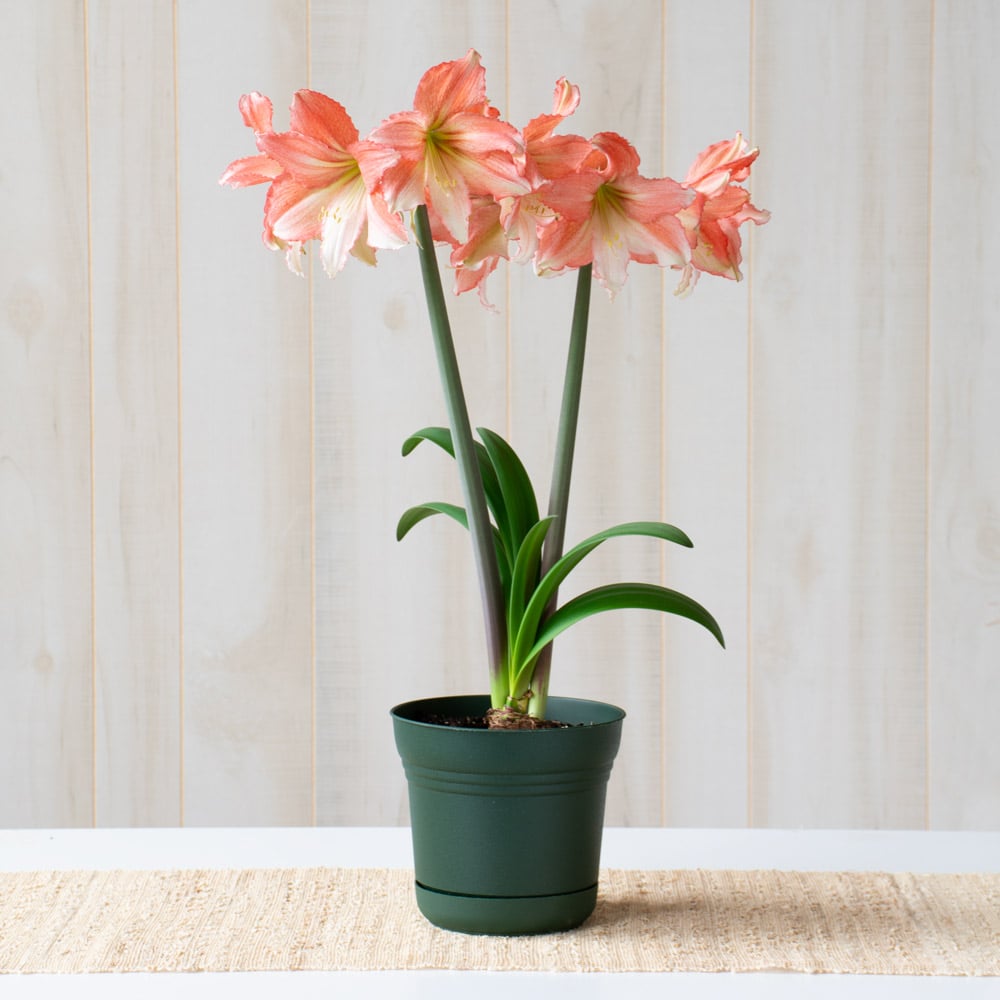 Amaryllis 'Tinkerbell,' one bulb in nursery pot