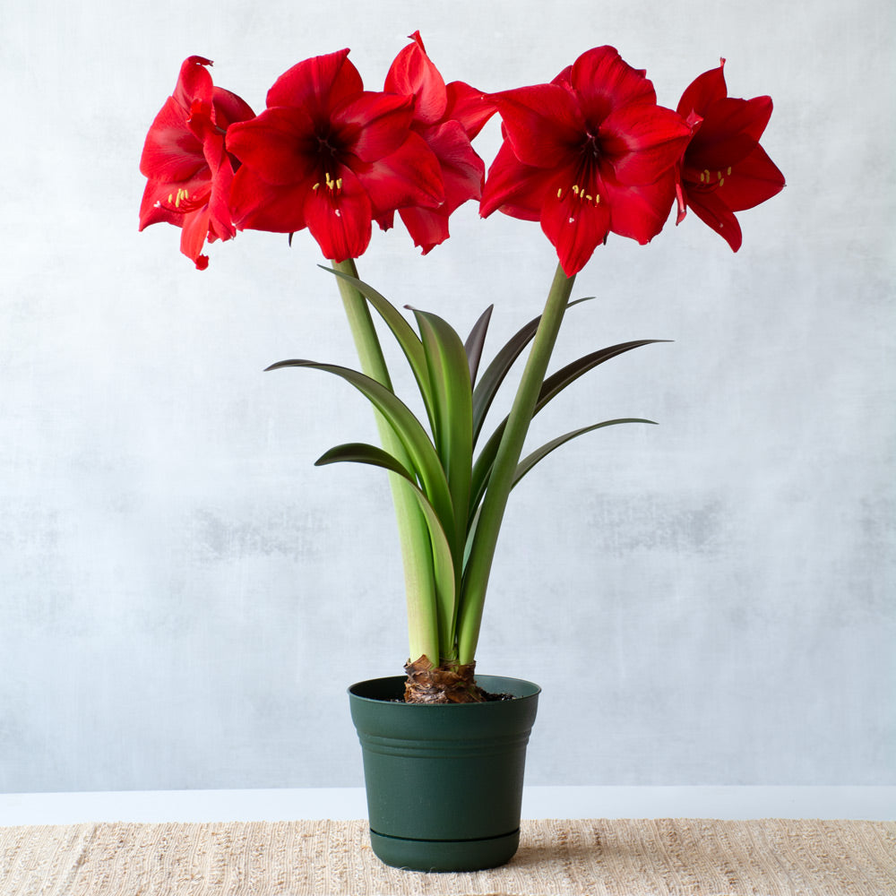 Amaryllis 'Red Paradise,' one bulb in nursery pot