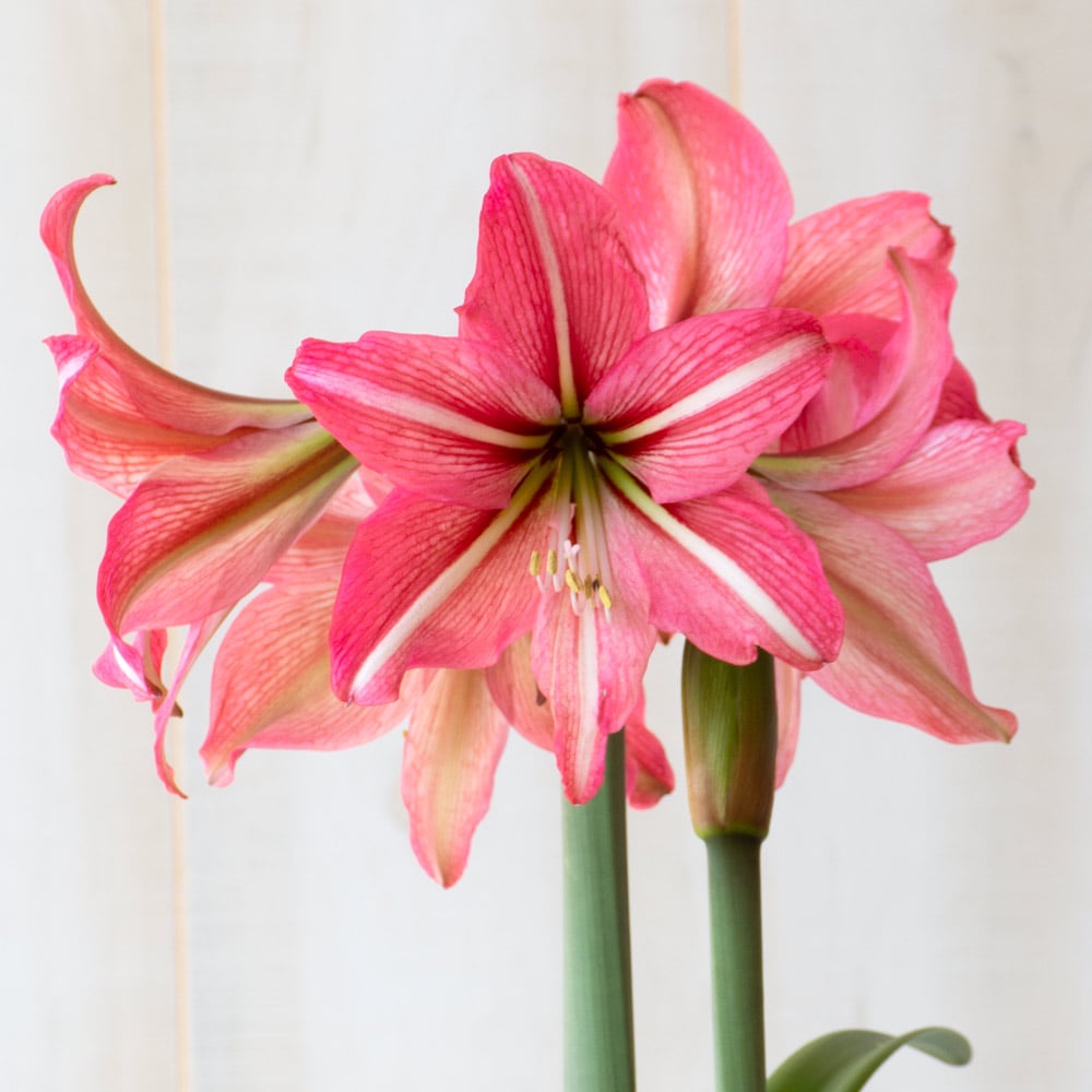 Amaryllis 'Pinkolo,' one bulb in nursery pot