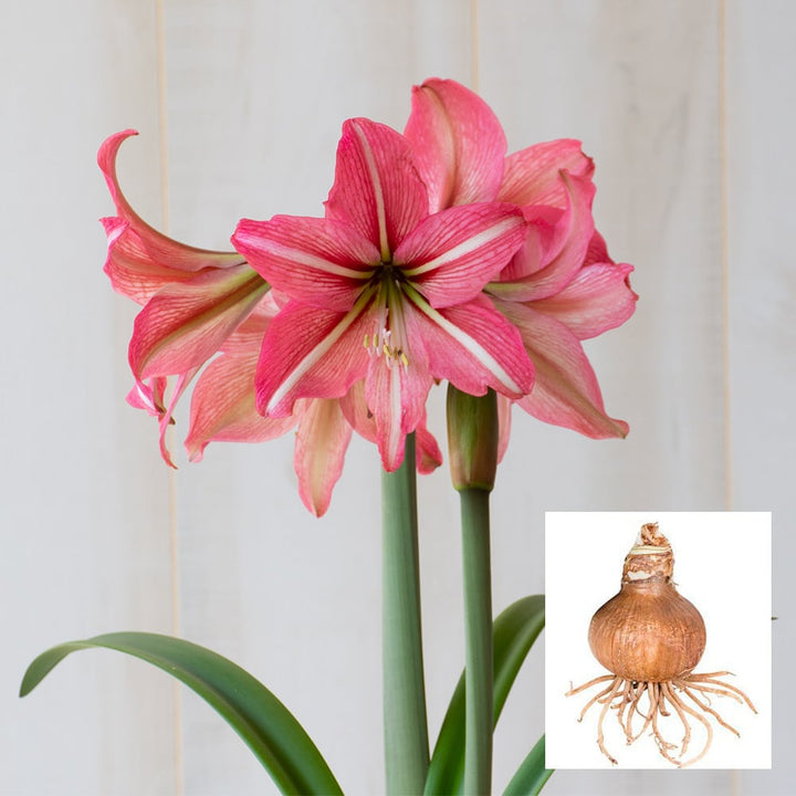 Amaryllis 'Pinkolo,' one bulb in linen bag