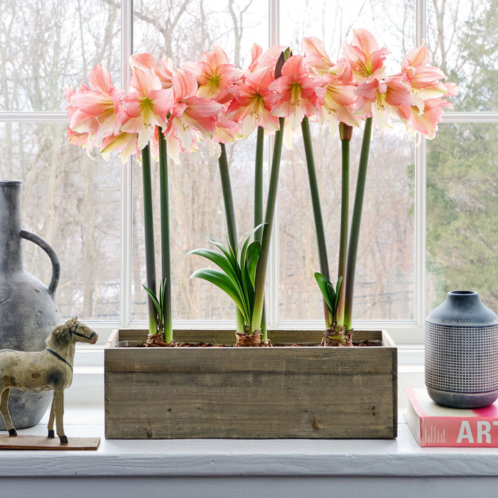 Amaryllis 'Tinkerbell,' 3 bulbs with wooden box planter kit