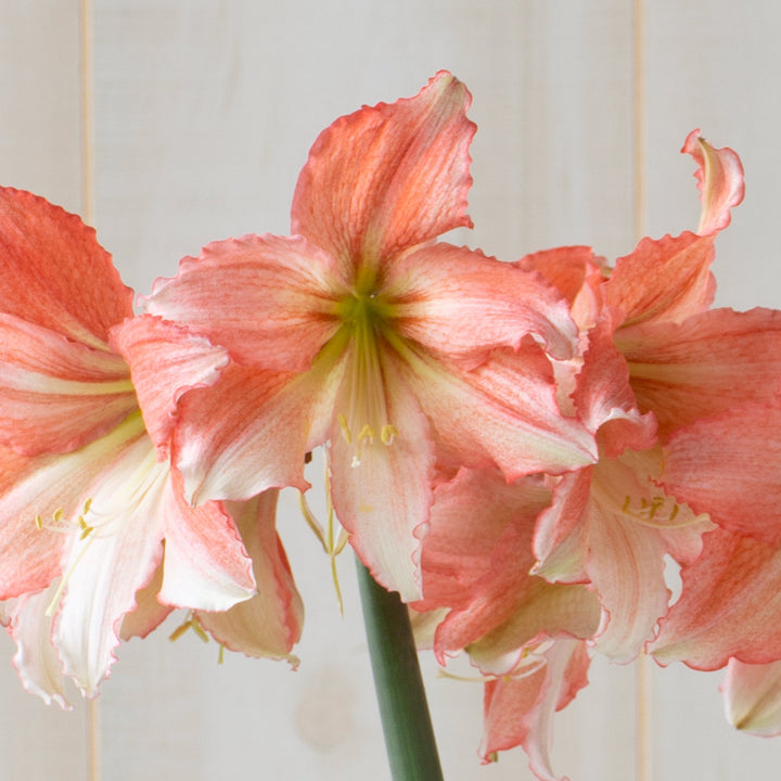 Amaryllis 'Tinkerbell,' one bulb in nursery pot
