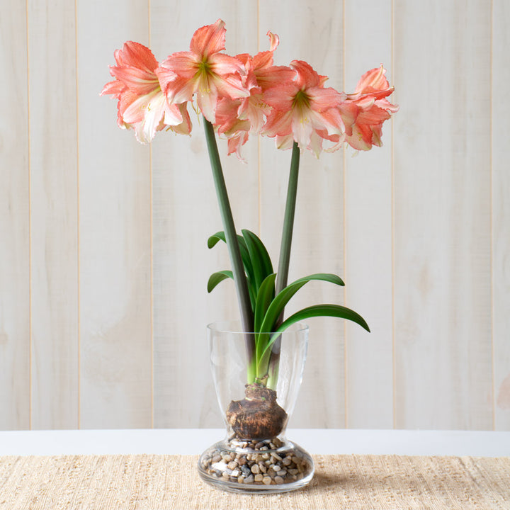 Amaryllis 'Tinkerbell,' one bulb with Dutch hurricane vase kit