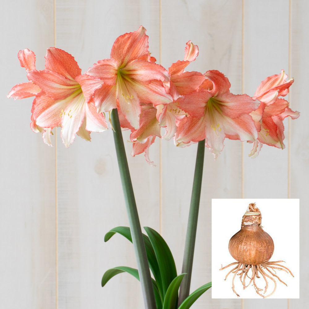Amaryllis 'Tinkerbell,' one bulb in linen bag