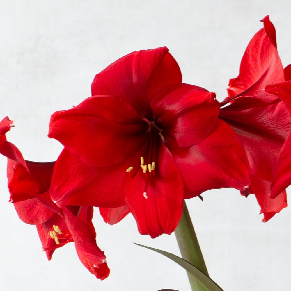 Amaryllis 'Red Paradise,' one bulb in nursery pot