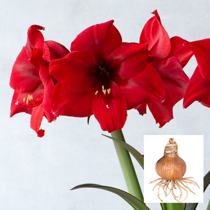 Amaryllis 'Red Paradise,' one bulb in linen bag