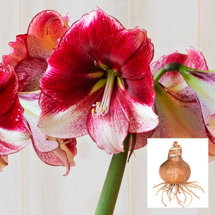 Amaryllis 'American Dream,' one bulb in linen bag